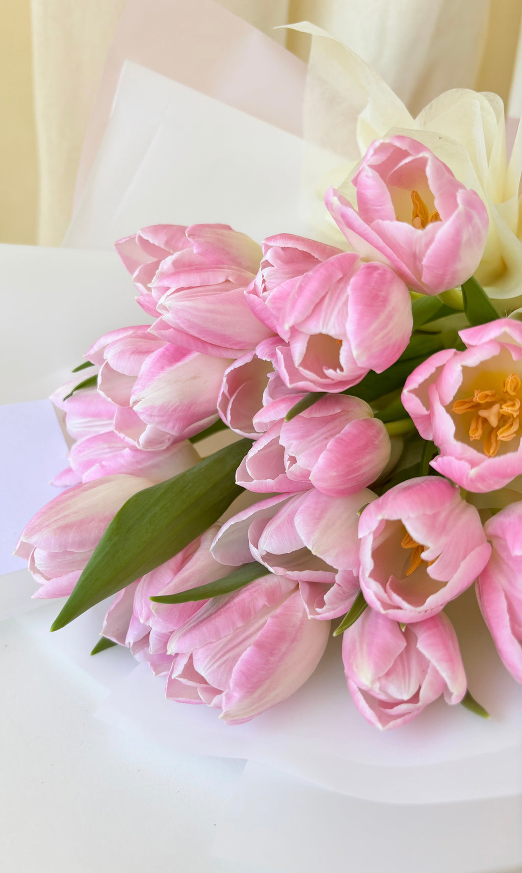 Tulip lover